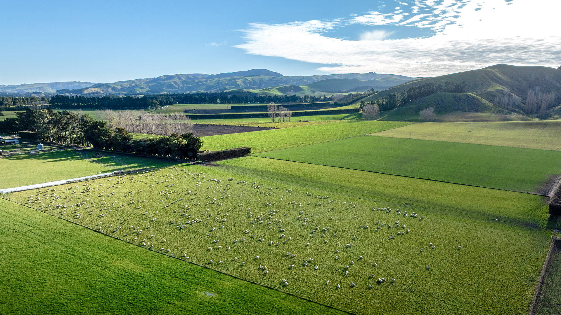 Sheep Grazing Pasture In New Zealand