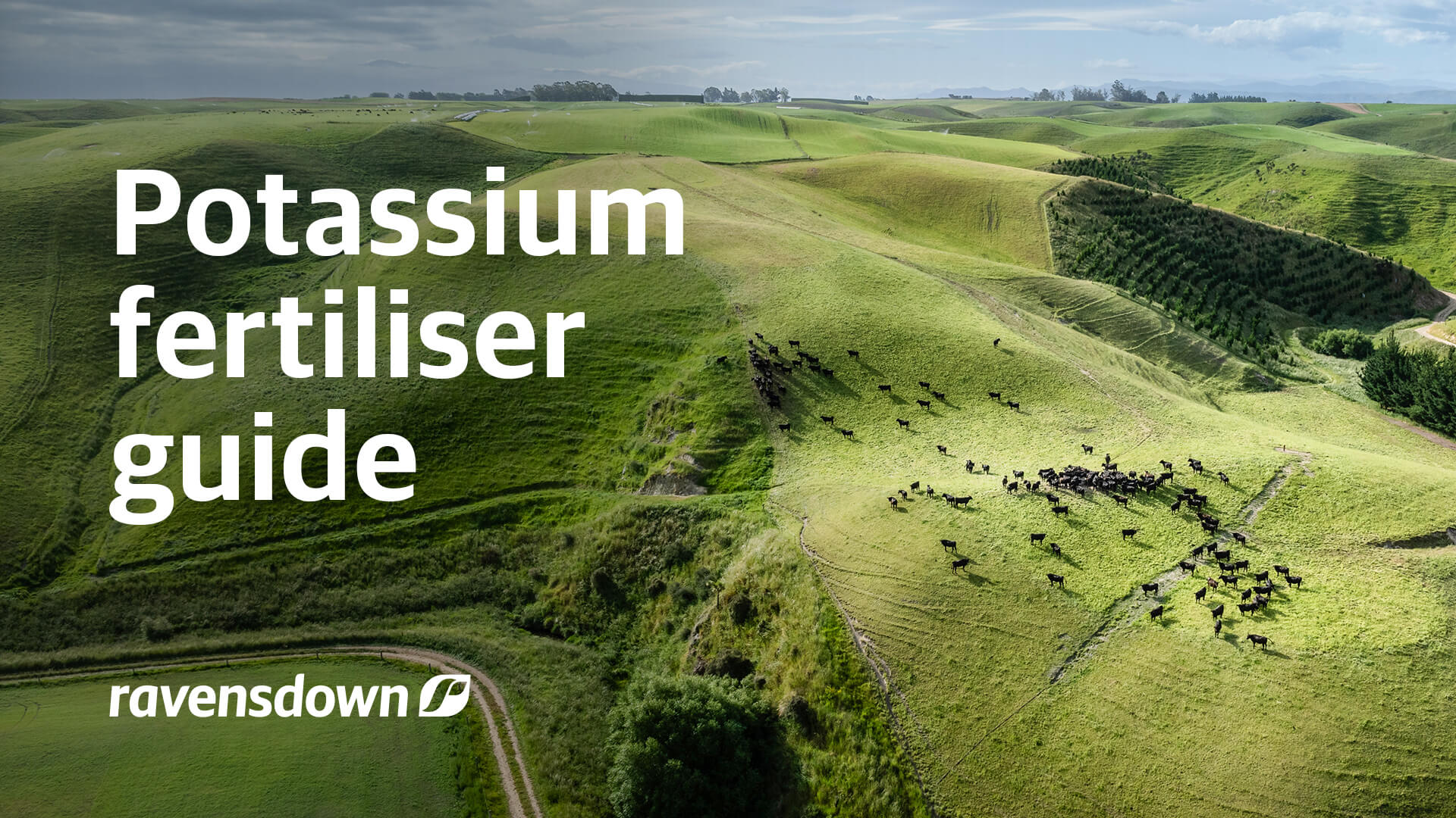 Potassium fertiliser guide for New Zealand farmers showing dairy cows grazing pasture in Oamaru farm
