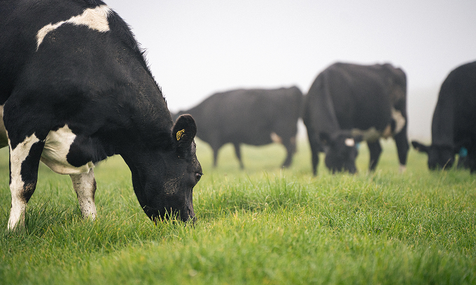 Dairy Cows Grazing In Pasture