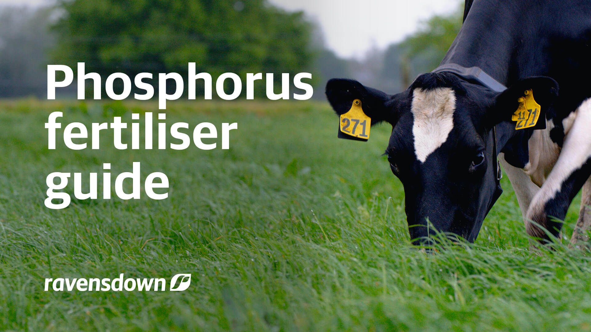 Dairy cow grazing high-quality pasture in New Zealand dairy system