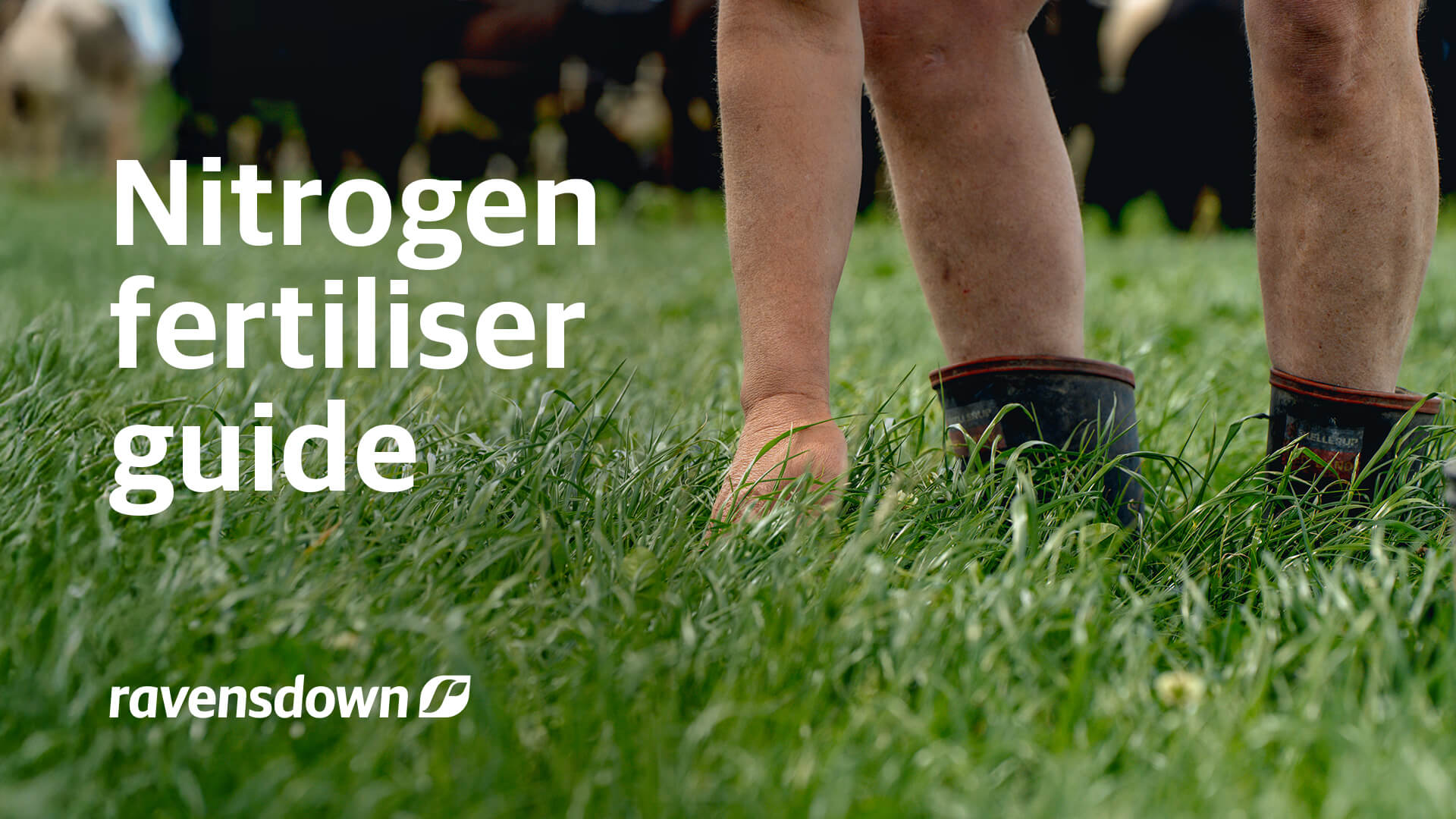 Nitrogen fertiliser guide for New Zealand farmers showing pasture and grazing dairy cows