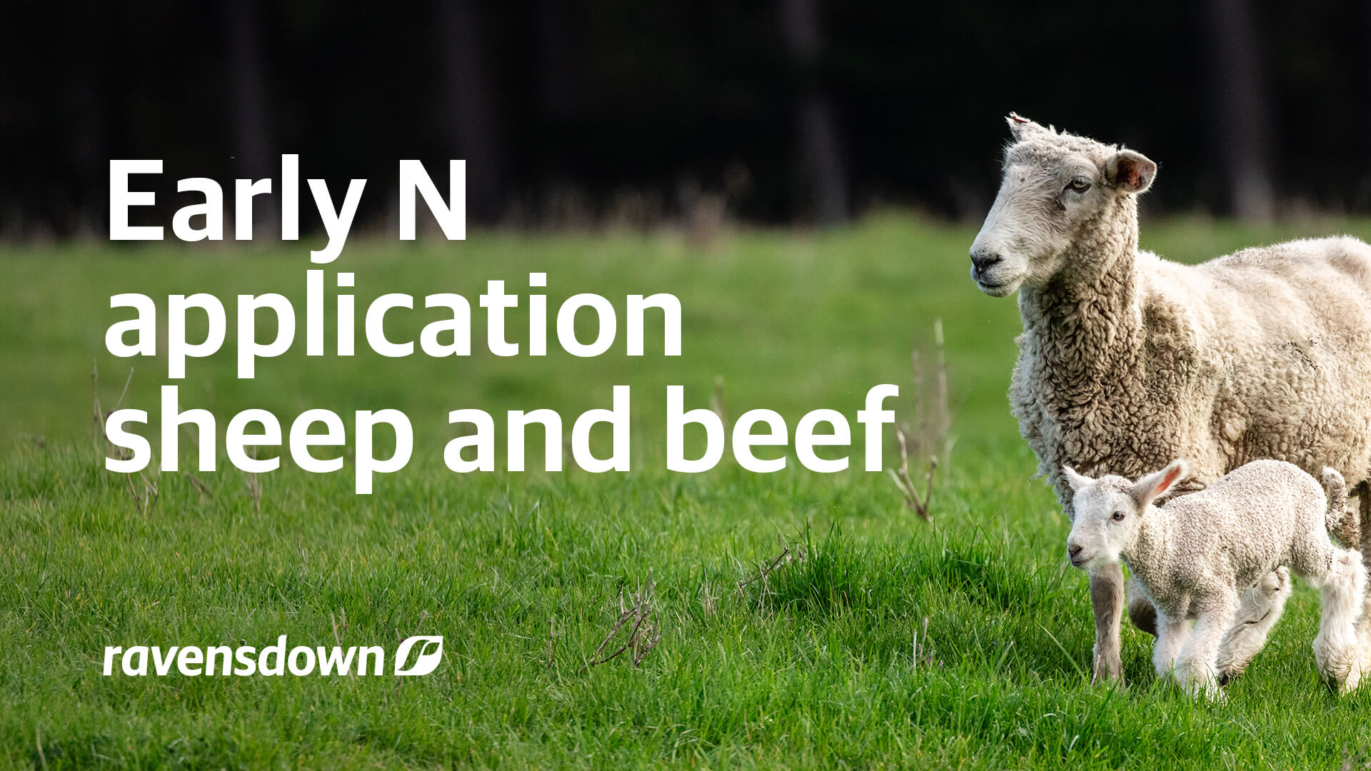 Early nitrogen fertiliser application guide for New Zealand sheep and beef farmers showing pasture and grazing sheep