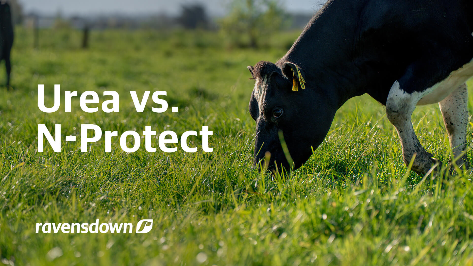 Urea vs. N-Protect guide for New Zealand farmers showing a dairy cow grazing in pasture